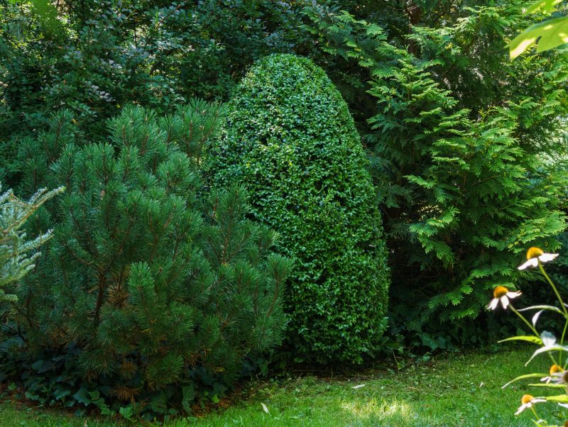 Trimmed Evergreen Shrubs