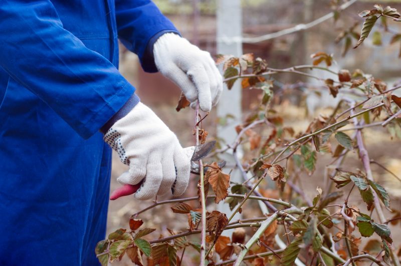 Late Winter Shrub Pruning