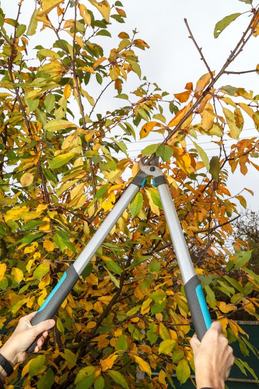 Pruning Shrubs in Fall