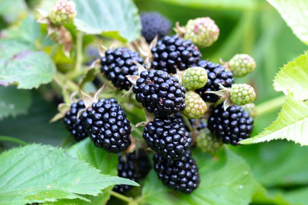 Blackberry Bush Removal in American Fork