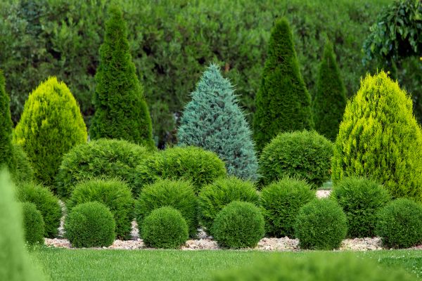 Bush Shaping Service in American Fork