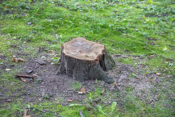 Bush Stump Removal in American Fork