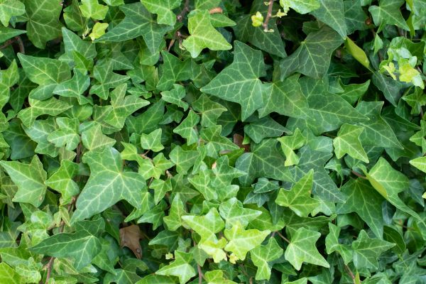 English Ivy Removal in American Fork