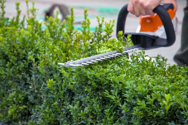 Hedge Pruning in American Fork