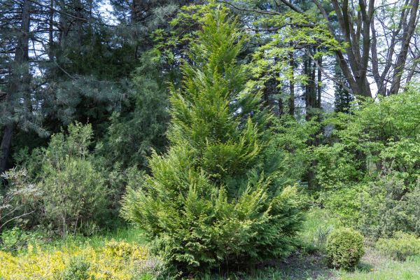 Juniper Pruning in American Fork