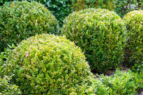 Landscape Trimming Service in American Fork