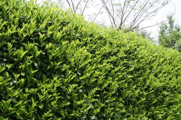 Laurel Removal in American Fork