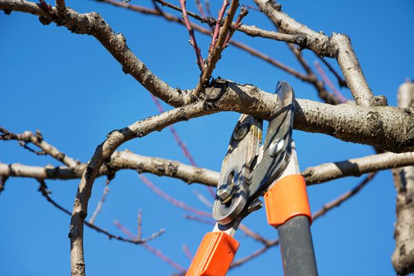 Pruning Service in American Fork