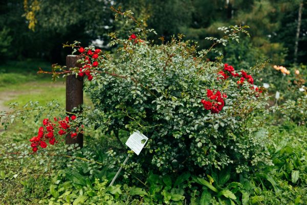 Rose Bush Removal in American Fork