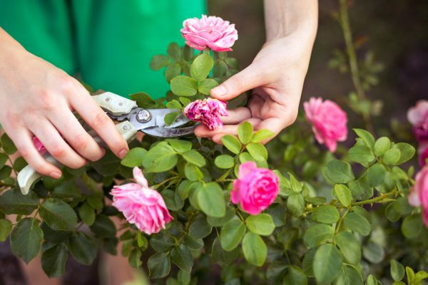 Rose Trimming in American Fork
