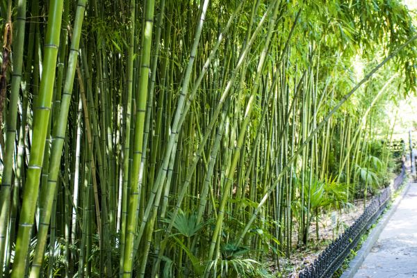 Bamboo Root Removal in American Fork
