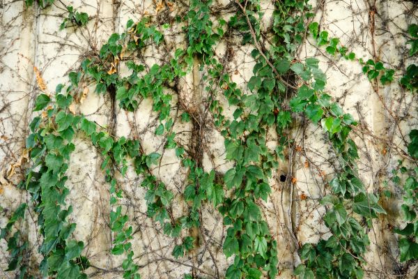 Vine Removal Service in American Fork