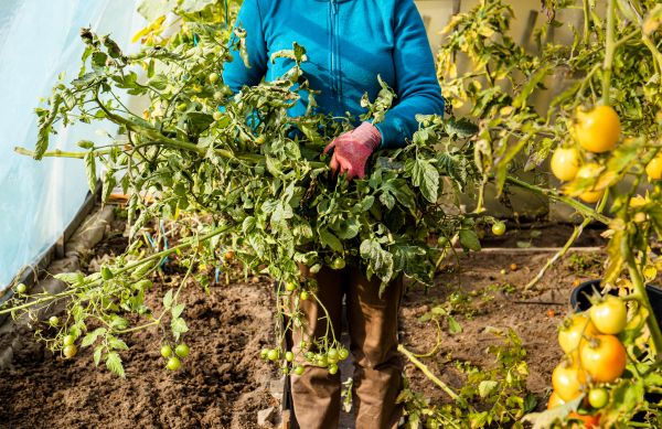 Garden Plant Removal in American Fork