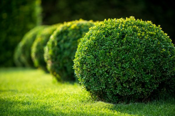 Bush Pruning in American Fork