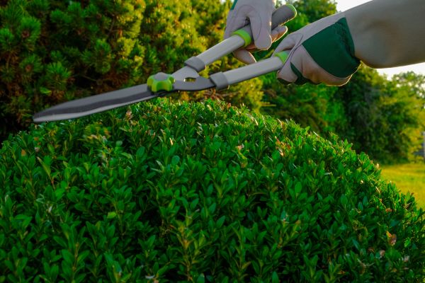 Topiary Shearing in American Fork
