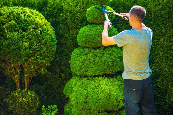 Topiary Shaping in American Fork