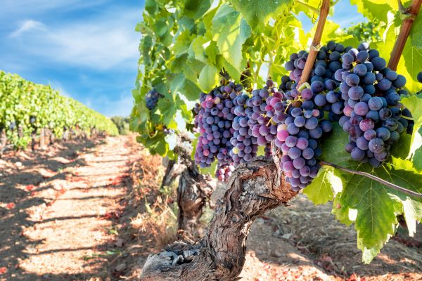 Grapevine Pruning in American Fork