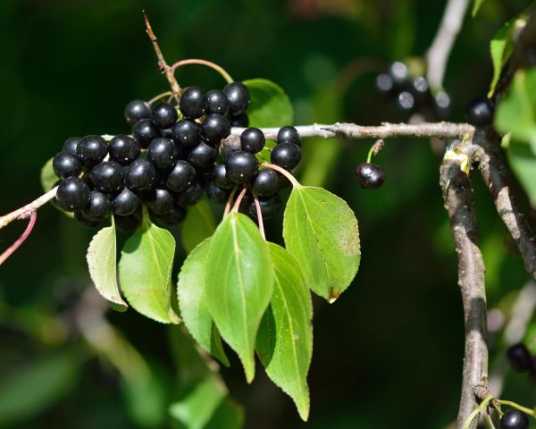 Buckthorn Removal in American Fork