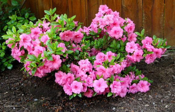 Azaleas Removal in American Fork