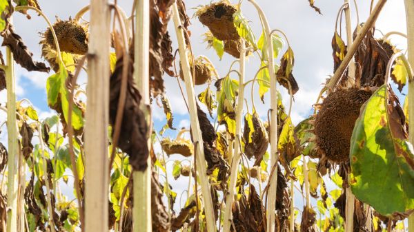 Dead Plant Removal in American Fork