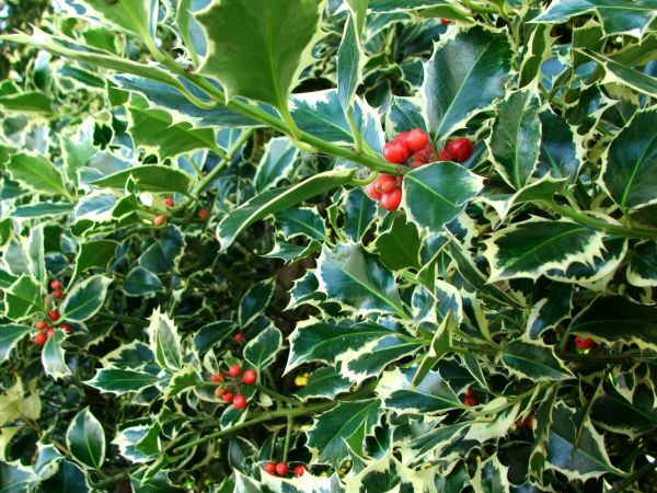Holly Bushes Trimming in American Fork