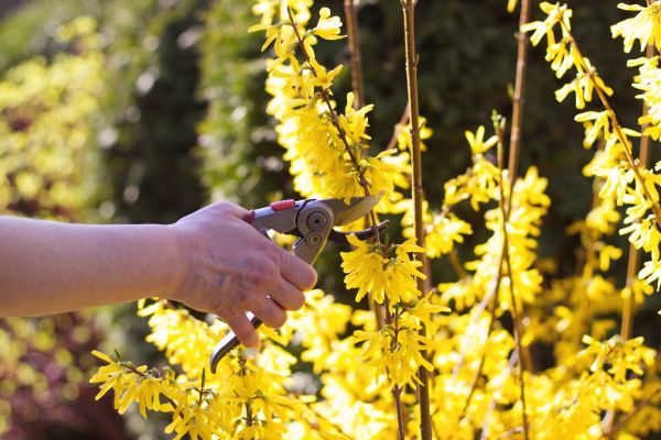 Forsythia Pruning in American Fork