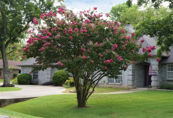 Crepe Myrtle Trimming in American Fork