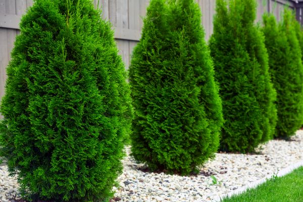Arborvitae Removal in American Fork
