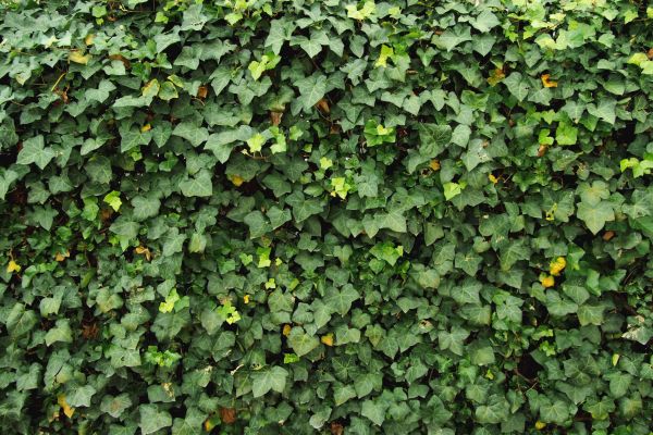 Ivy Pruning service in American Fork