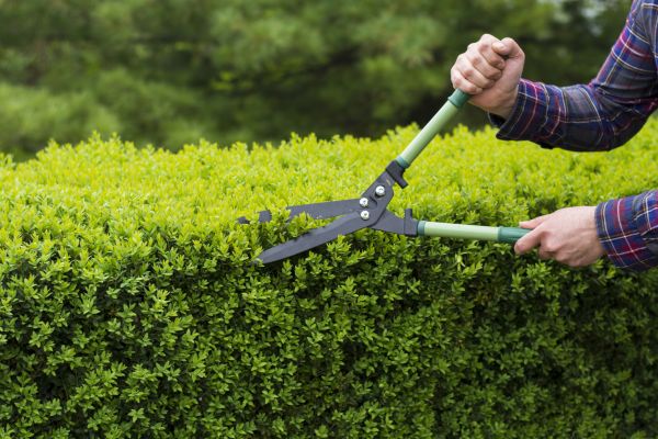 Evergreen Shrub Pruning in American Fork
