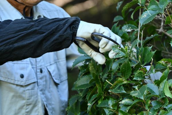 Holly Pruning in American Fork