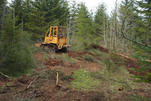 Shrubbery Clearing in American Fork
