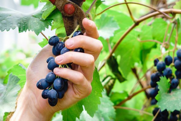 Vineyard Pruning in American Fork