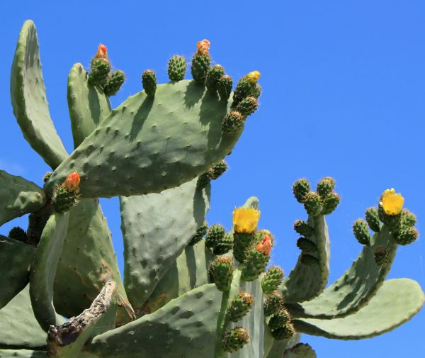 Cactus Removal in American Fork