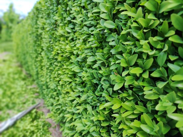 Boxwood Pruning in American Fork