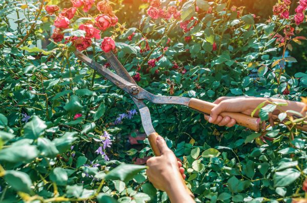 Knockout Roses Pruning in American Fork