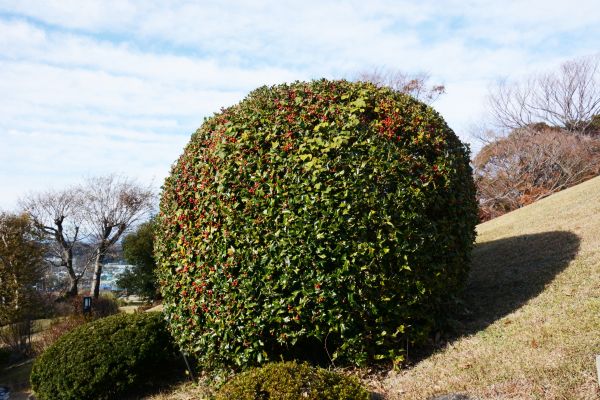 Holly Shrub Pruning in American Fork