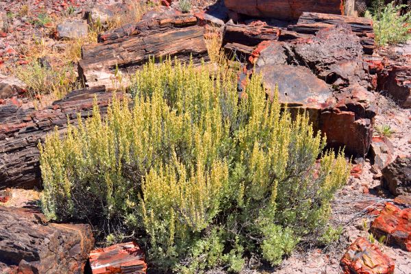 Sagebrush Removal in American Fork