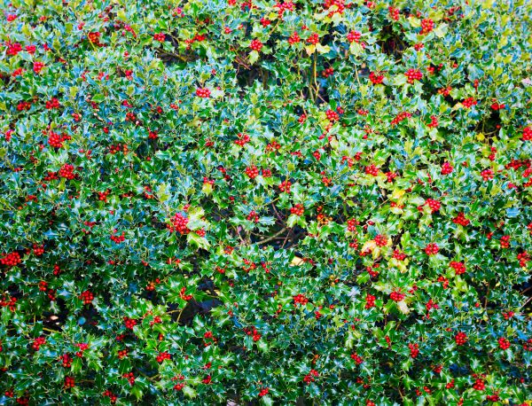 Holly Bush Removal in American Fork