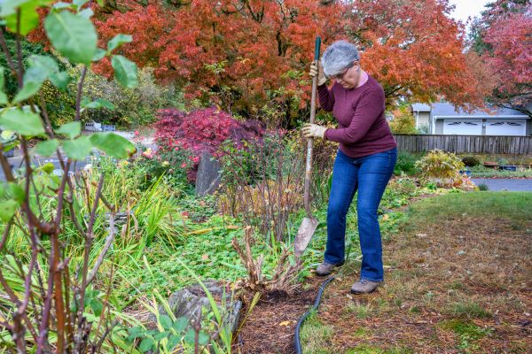 Dead Bush Removal in American Fork