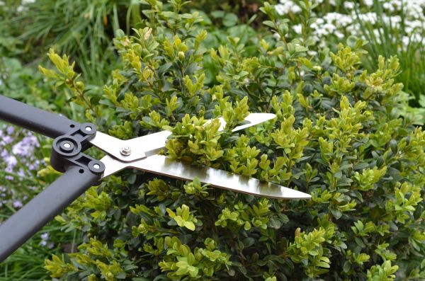 Boxwood Trimming in American Fork