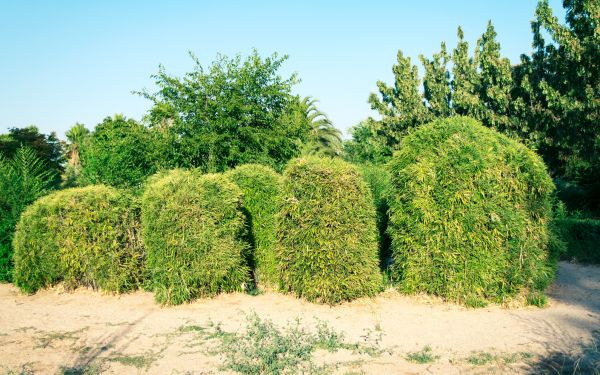 Bamboo Hedge Removal in American Fork
