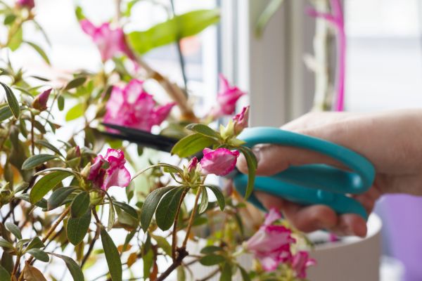 Azalea Pruning in American Fork