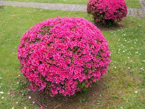 Rhododendron Pruning in American Fork