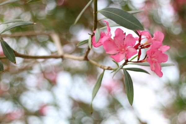 Oleander Removal in American Fork
