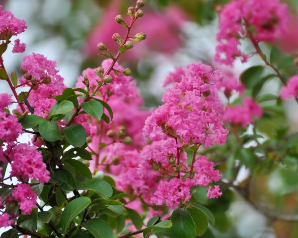 Crepe Myrtle Removal in American Fork