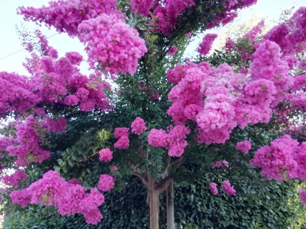 Crape Myrtle Pruning in American Fork