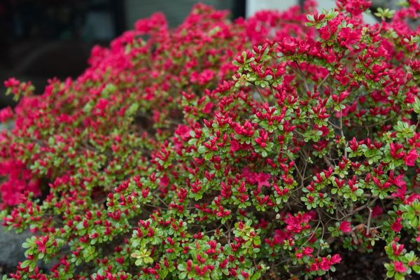 Weigela Removal Service in American Fork