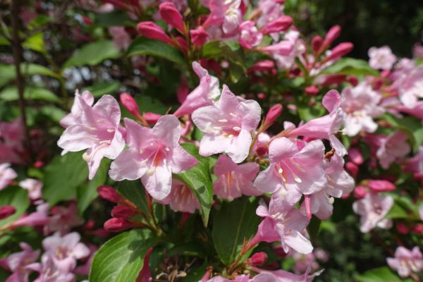 Weigela Pruning Service in American Fork