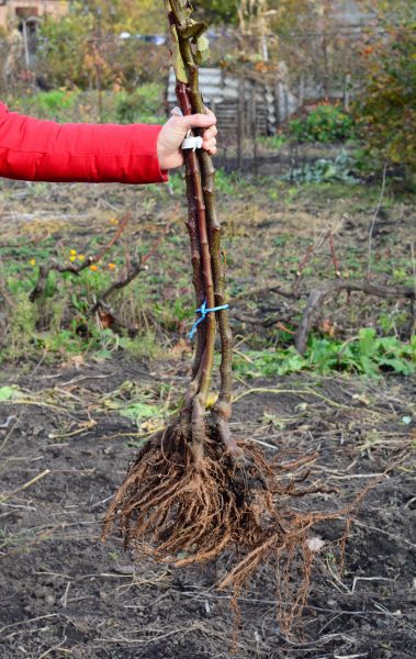 Shrub Root Removal in American Fork
